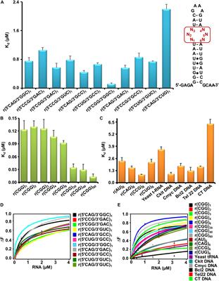 Curcumin Regulates the r(CGG)exp RNA Hairpin Structure and Ameliorate Defects in Fragile X-Associated Tremor Ataxia Syndrome